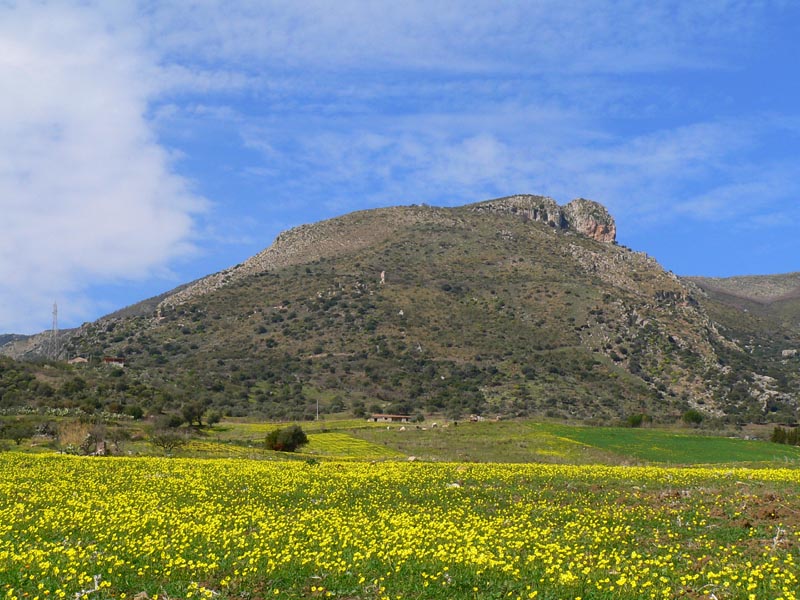 Primavera e orchidee palermitane